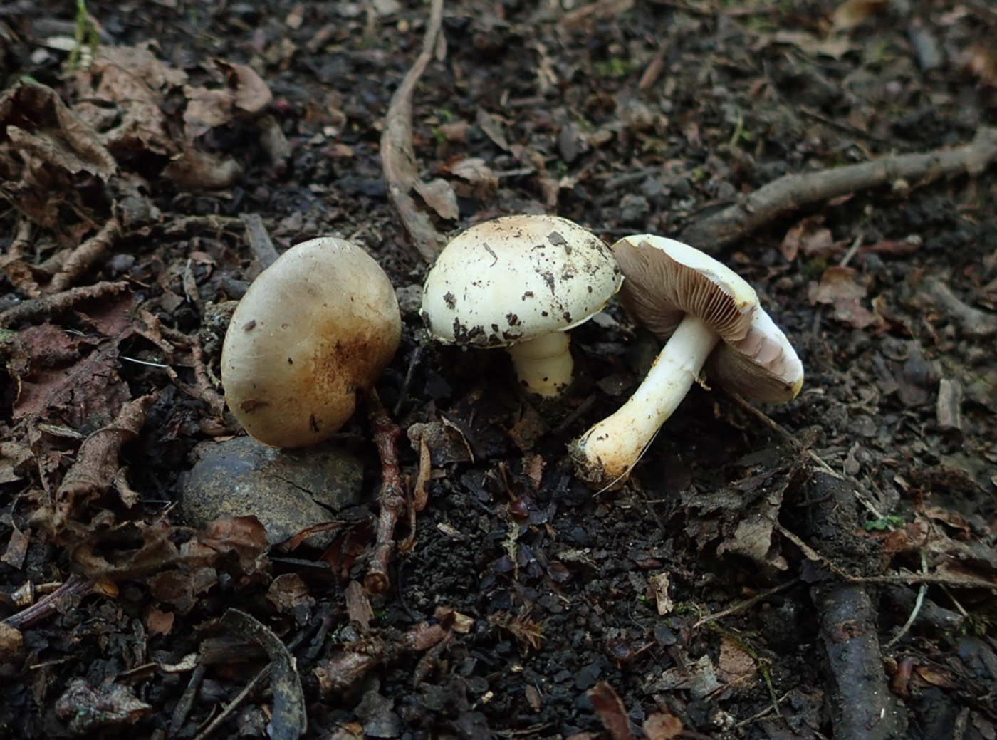 Photo © Penny Cullington Agaricus dulcidulus by Penny Cullington